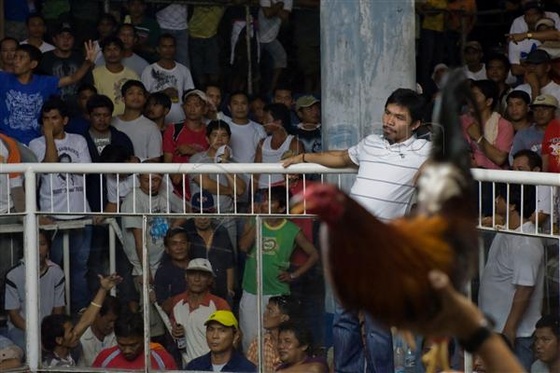 Pacquiao-Cockfighting