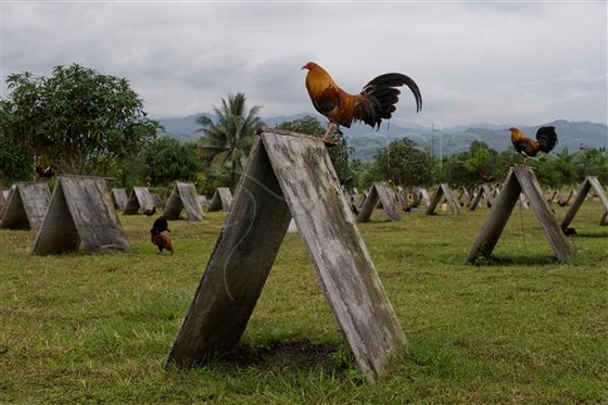 Pacquiao-Cockfighting