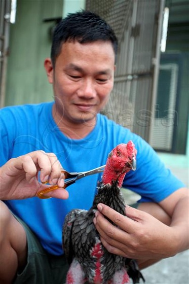 Pacquiao-Cockfighting