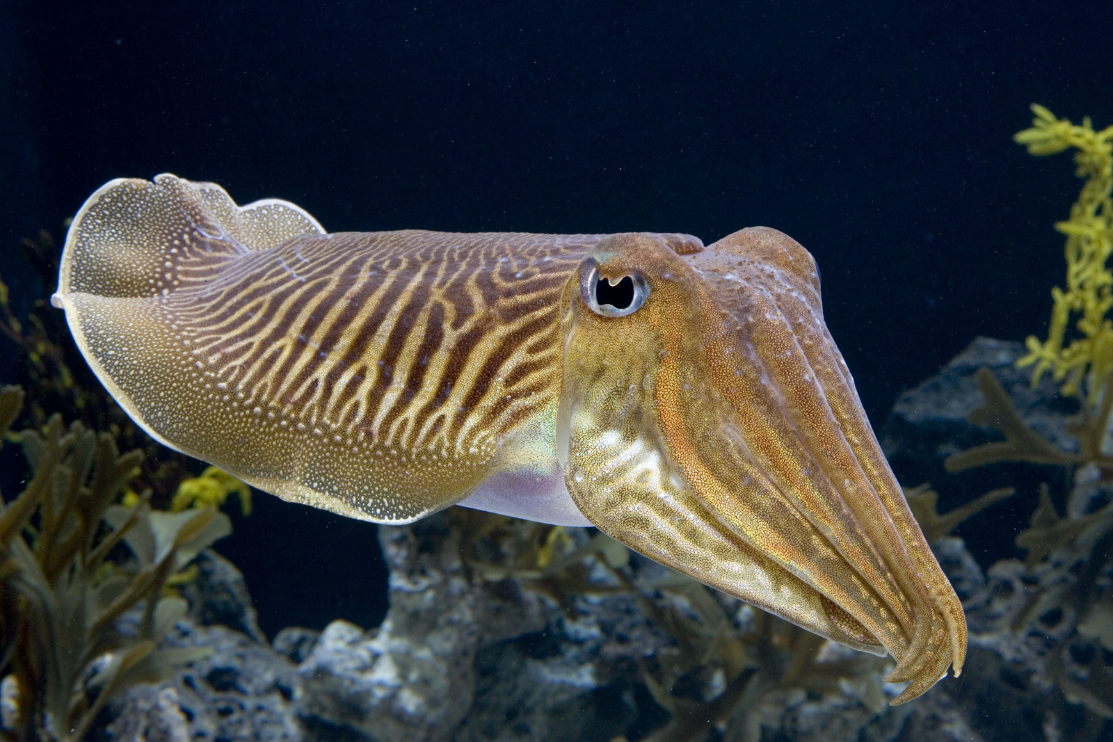 ComCuttlefish9