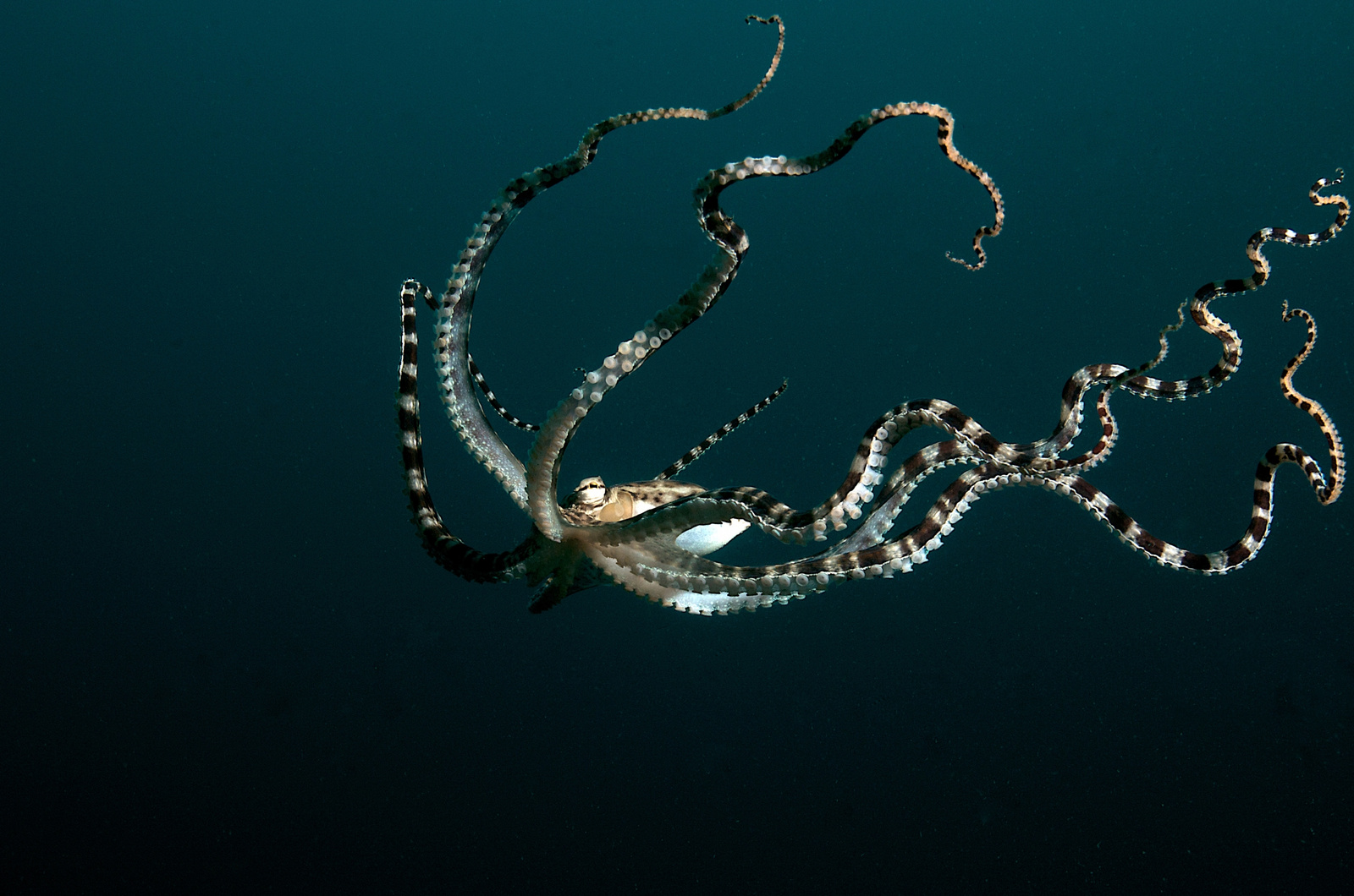 Mimic octopus, polip