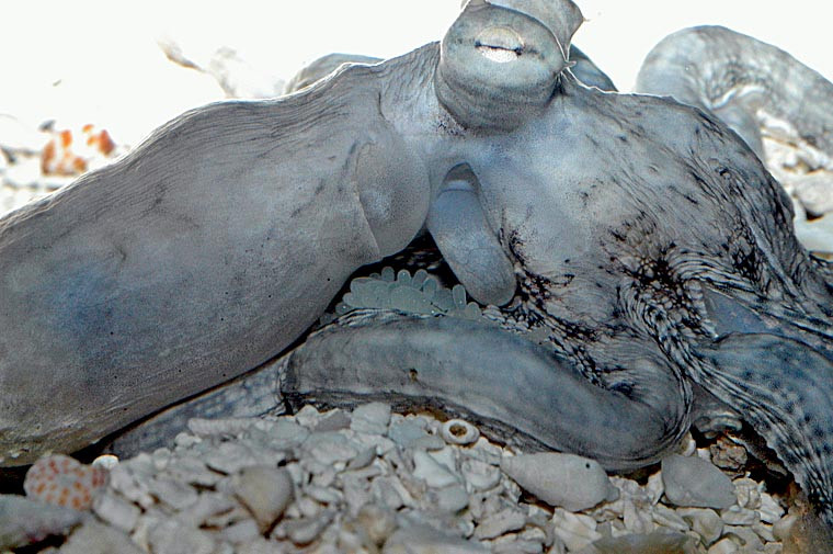 mimic octopus brooding eggs