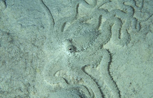 Mimic octopus, polip