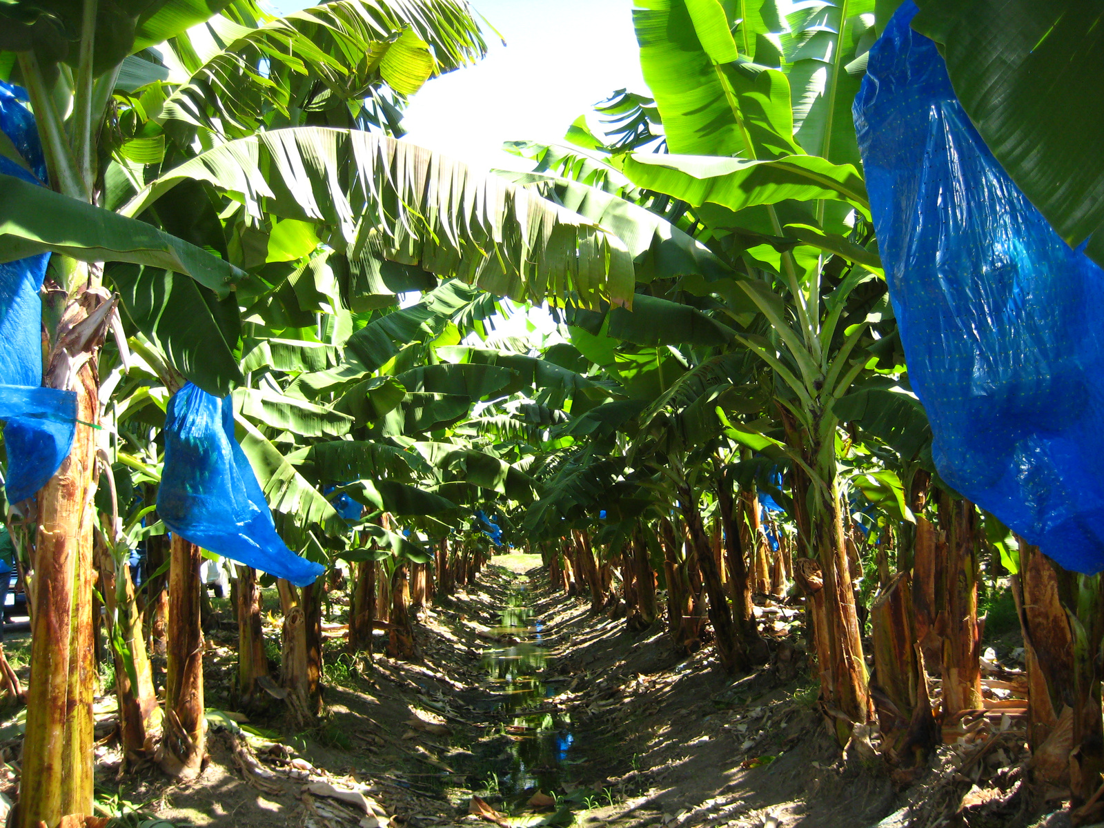 Banánfa ültetvény