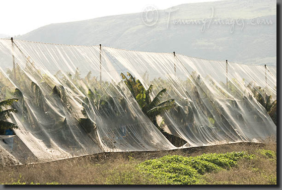 -Banana Plantation