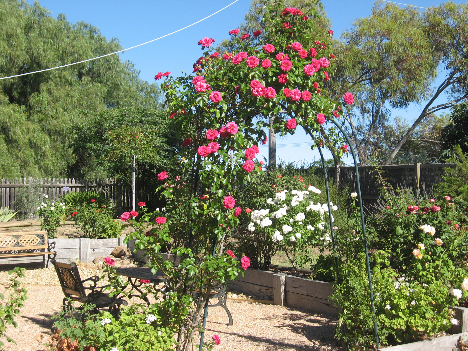 Rózsalugas /rose arbour/