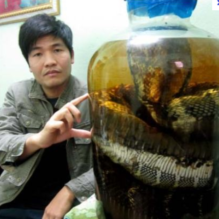 Vietnami kígyó bor bizarr gyógyszer