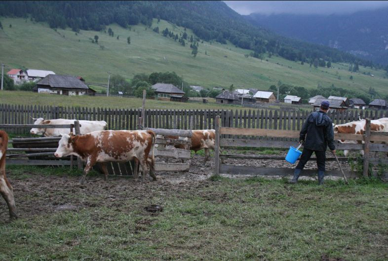 Erdélyi tejesember milkman