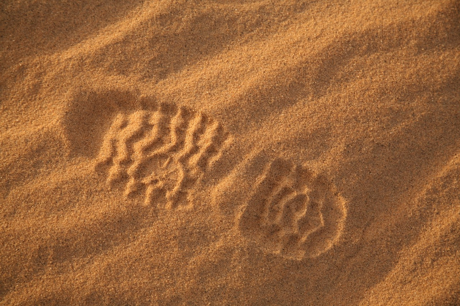 Sahara maraton