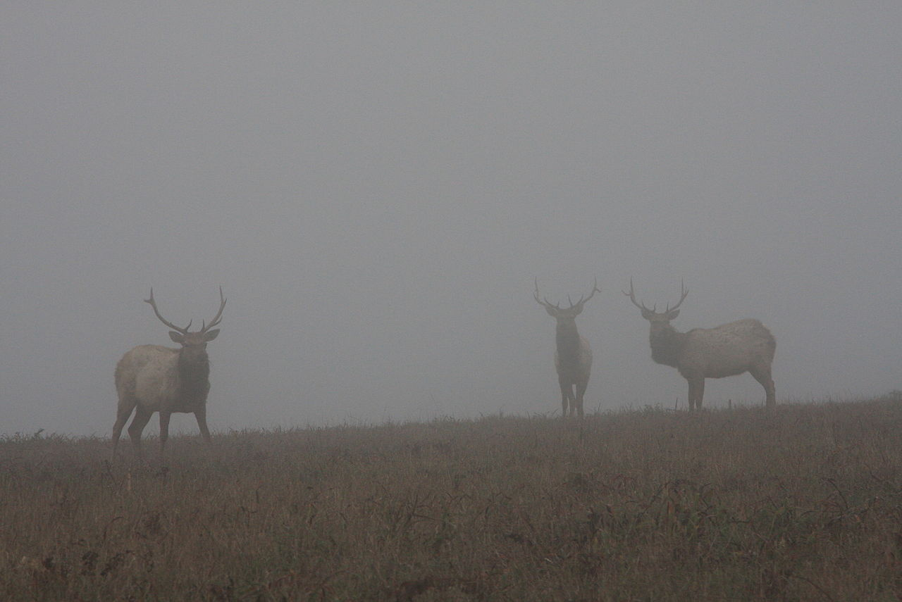 Tule Elks in Fog