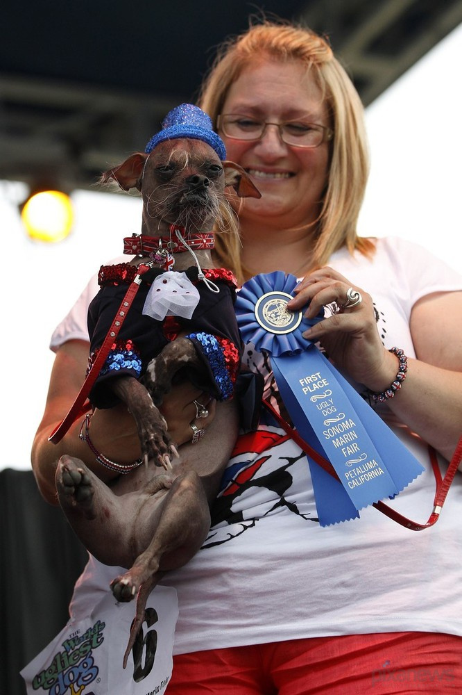 The ugliest dog in the world 3