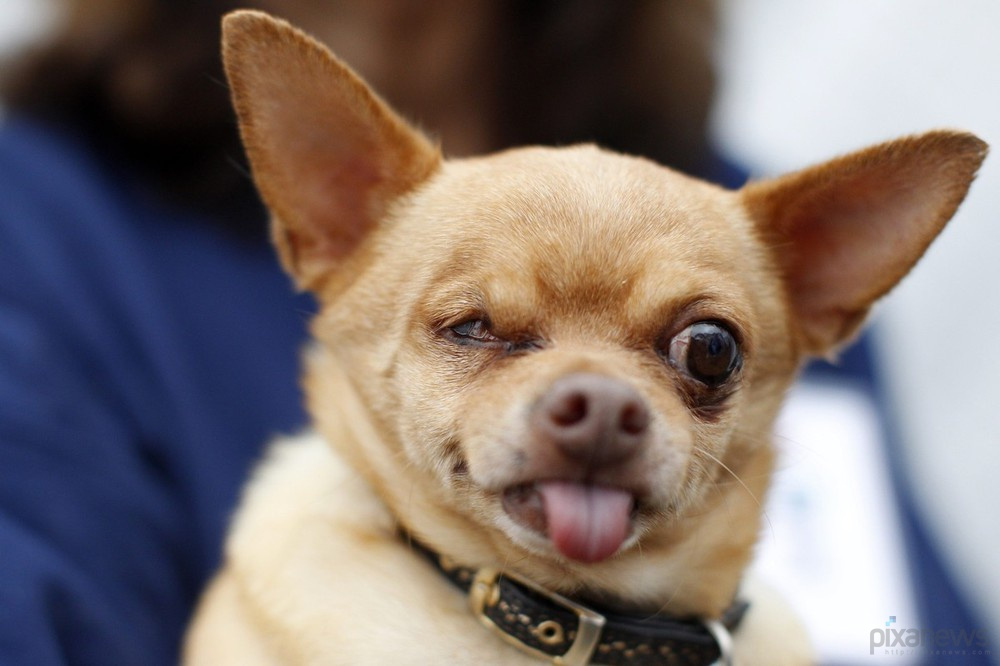 The ugliest dog in the world pixanews com-8