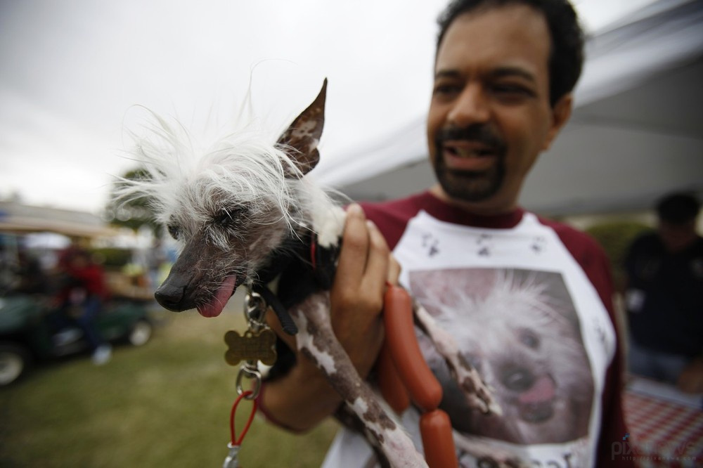The ugliest dog in the world pixanews com-16