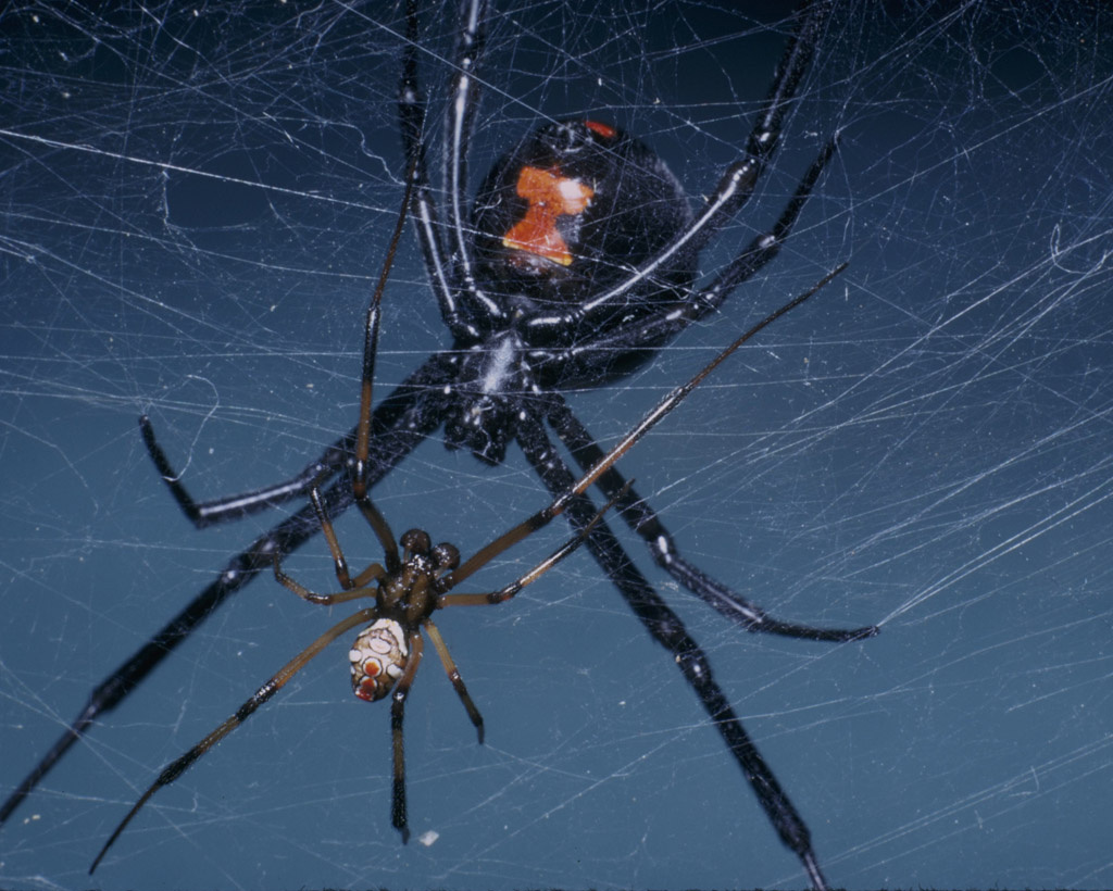 Black Widow Spider=Latrodectus mactans