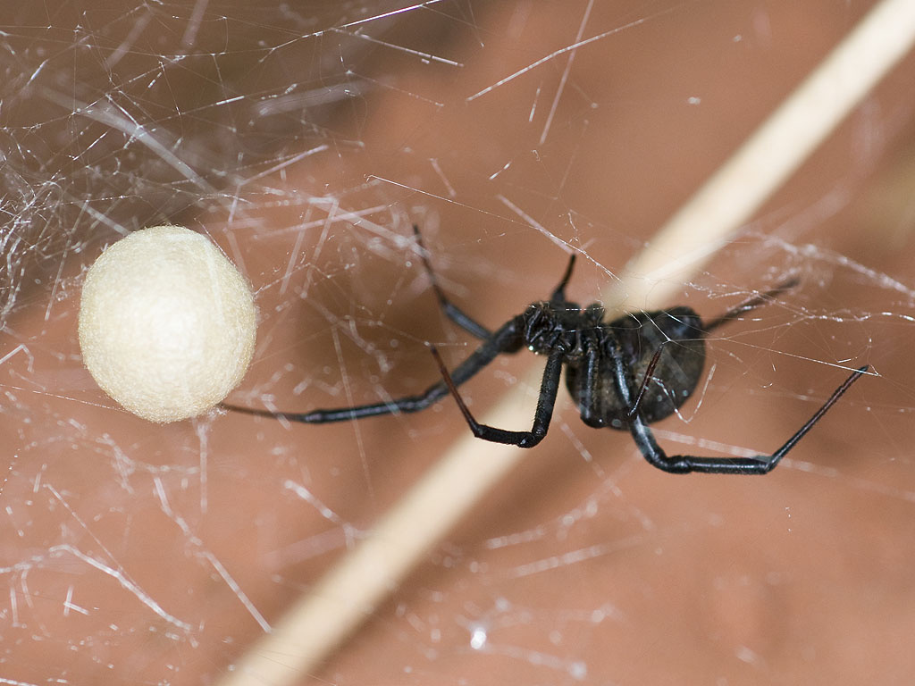 latrodectus indistinctus 002