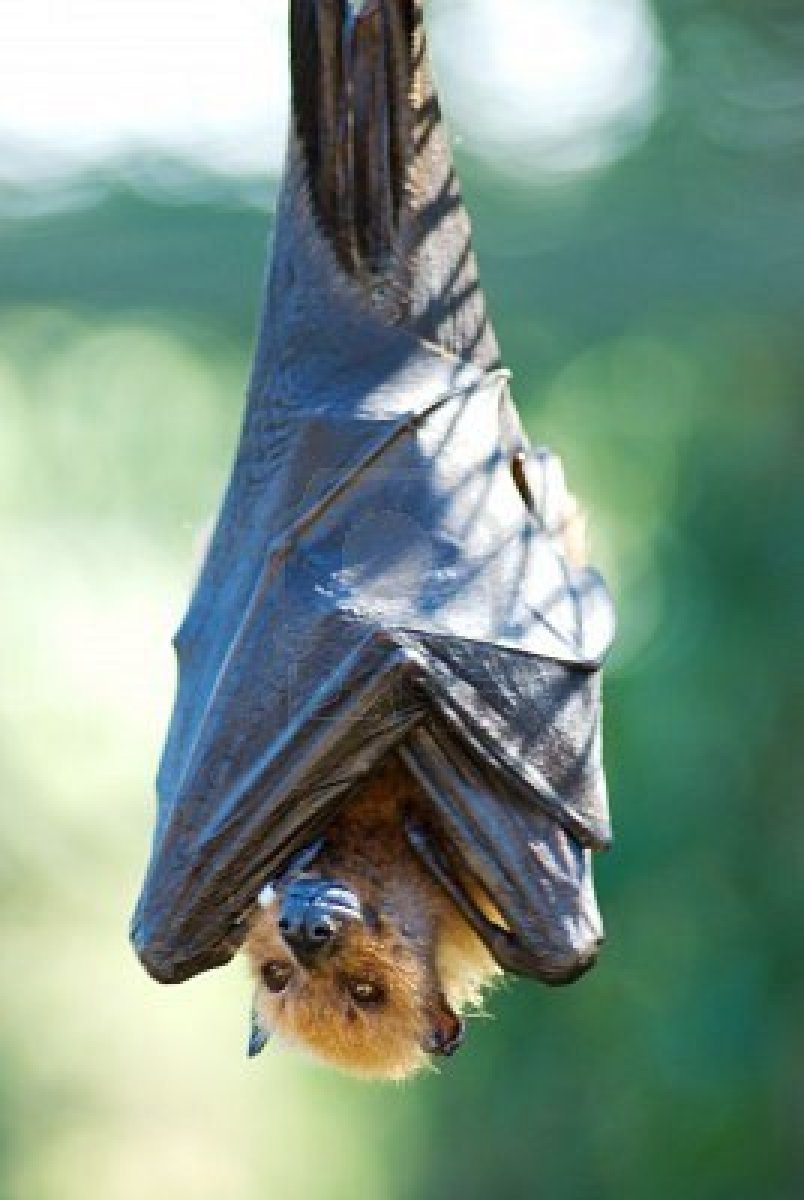 -fruit-bat-hanging-upside-down-with-wings-folded