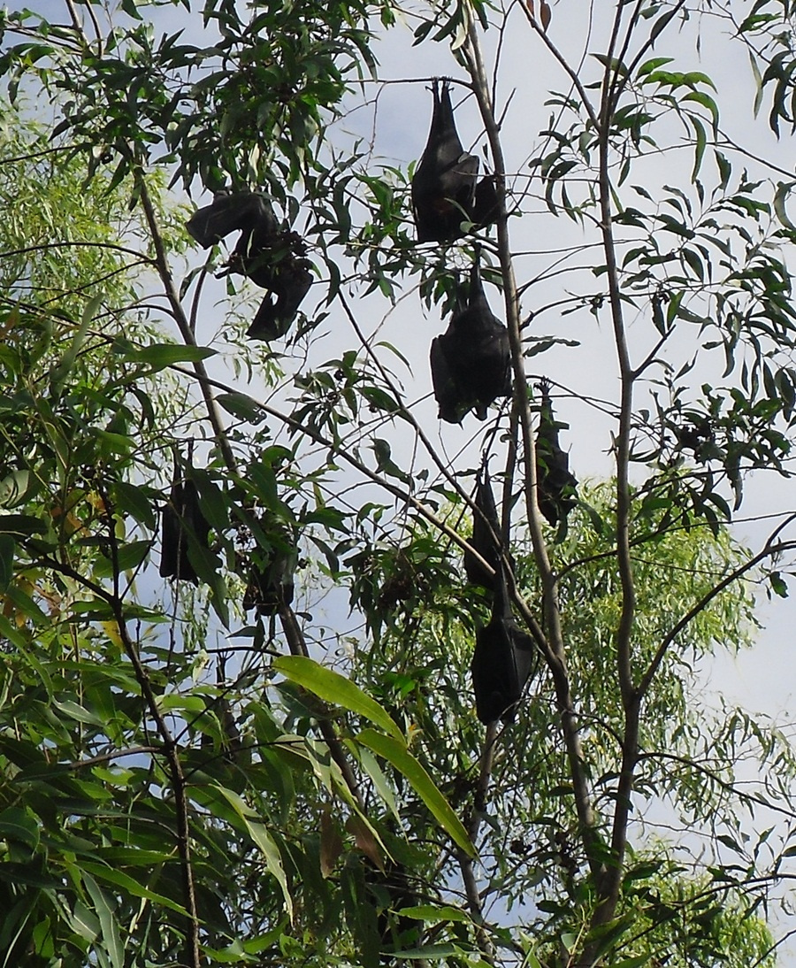 fruit-bats-at-nitmiluk-national-park