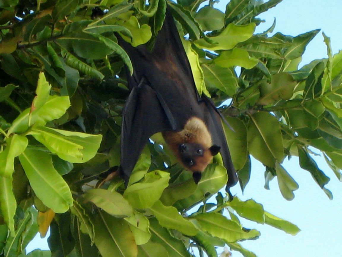 fruit-bat-vabbinfaru-maldives