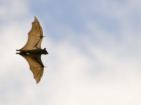 mark-carwardine-straw-coloured-fruit-bat-flying-kasanka-national