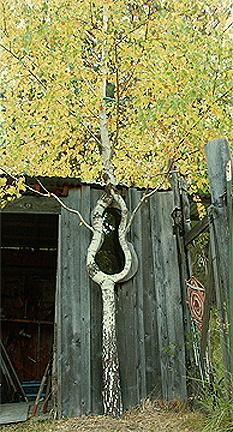 Birch 2006