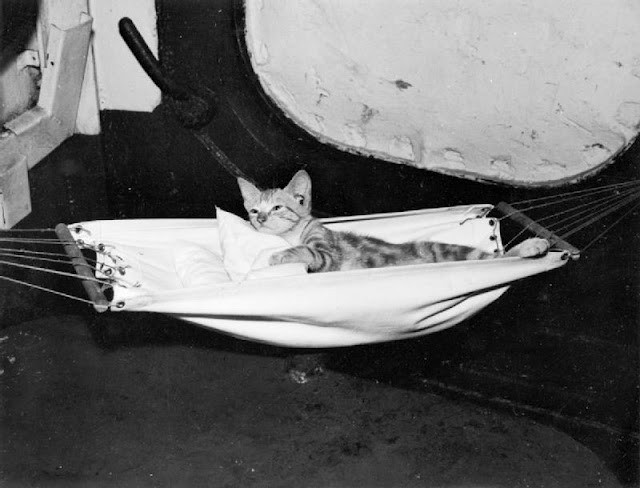 The kitten mascot of the aircraft carrier HMS EAGLE in the hammo