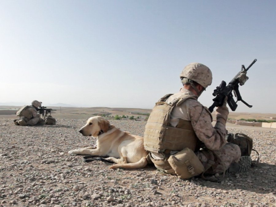 marines-take-bomb-sniffing-dogs-to-combat-to-give-any-edge-possi