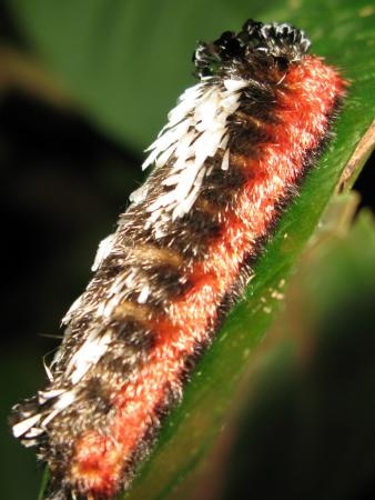 furry-caterpillar-624