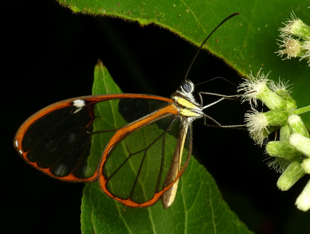 The-Clearwing-Butterfly