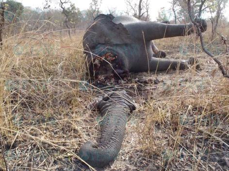 IFAW-Feb-2012-poached-elephant-Cameroon