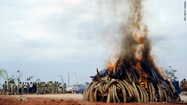 t1larg.kenya.ivory.burning.gi
