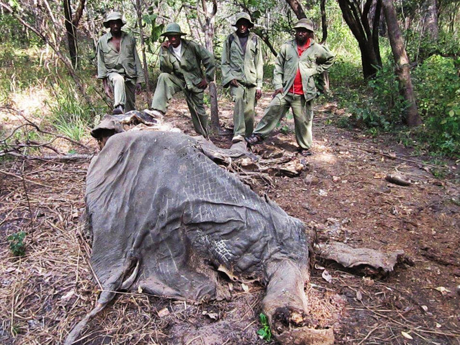 tanzania_elephants1