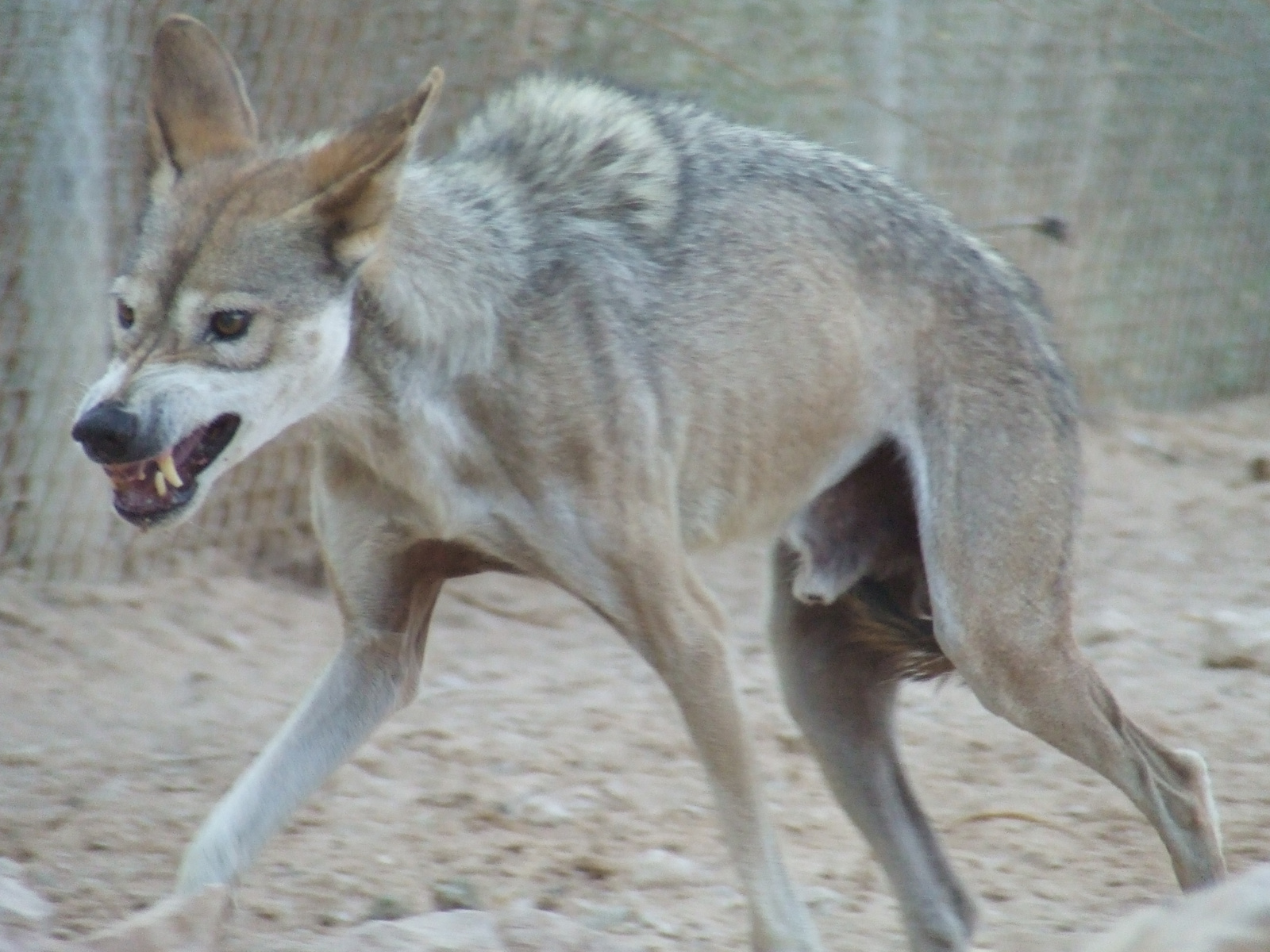 Canis lupus arabic