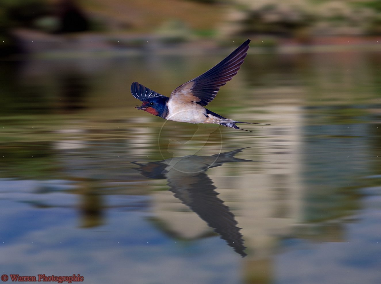 -Swallow-with-reflection
