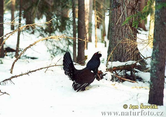 siketfajd--tetrao-urogallus