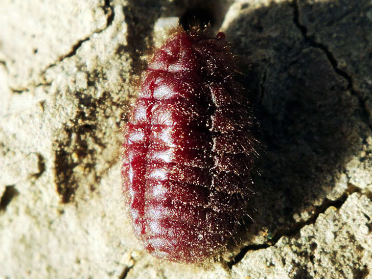 cochineal-beetle-2