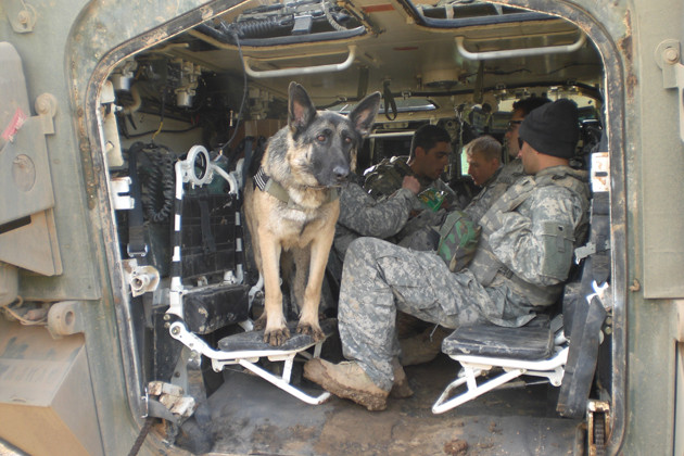 Amanda Ingraham and Rex, in protection mode in Iraq vehicle