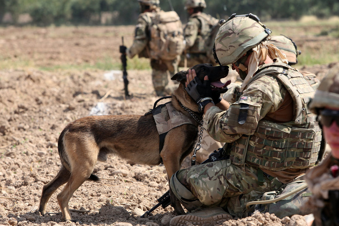 military dog