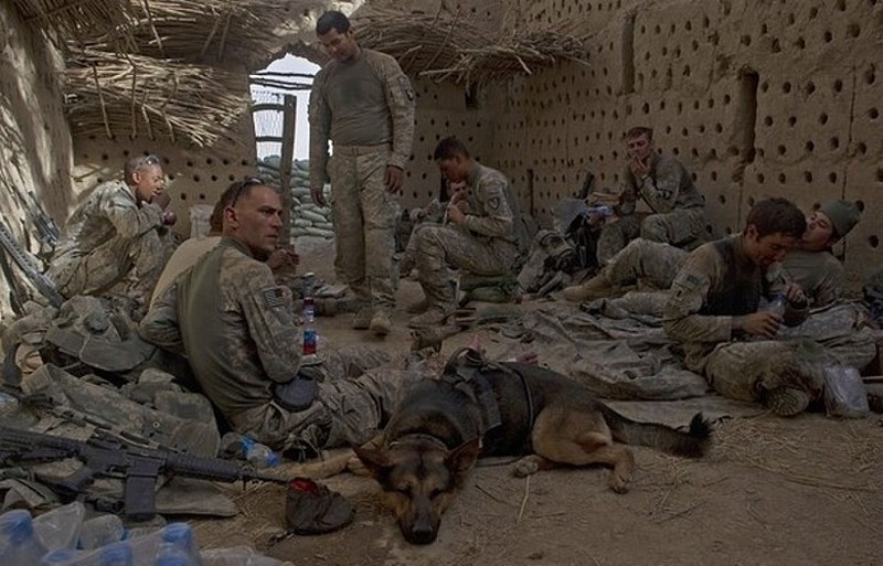 military dog resting-mwd