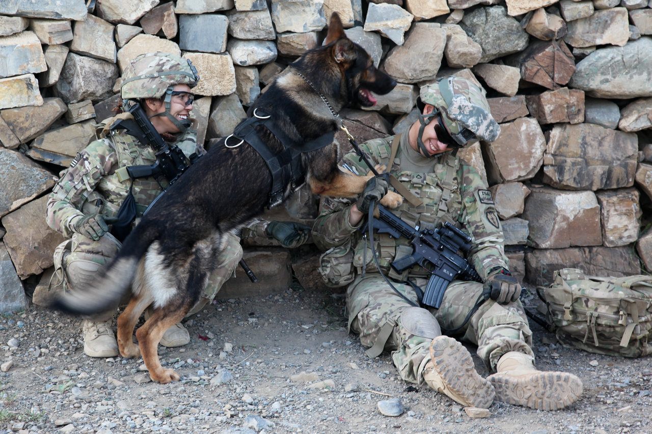 military working dog by