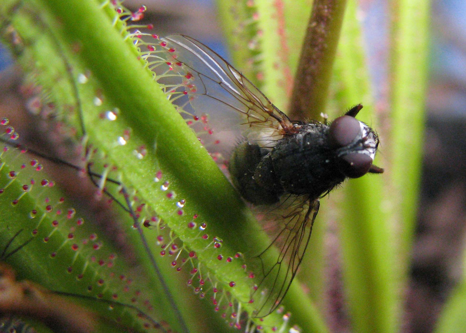 Rosera regia