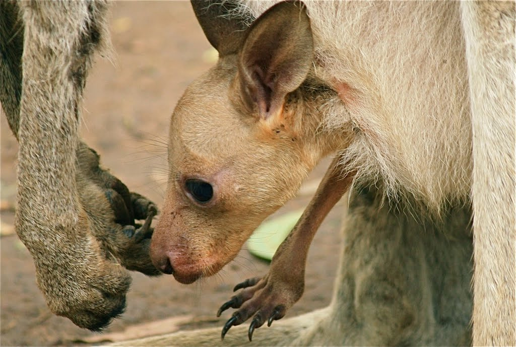 bébi kengurú baby kangaroo