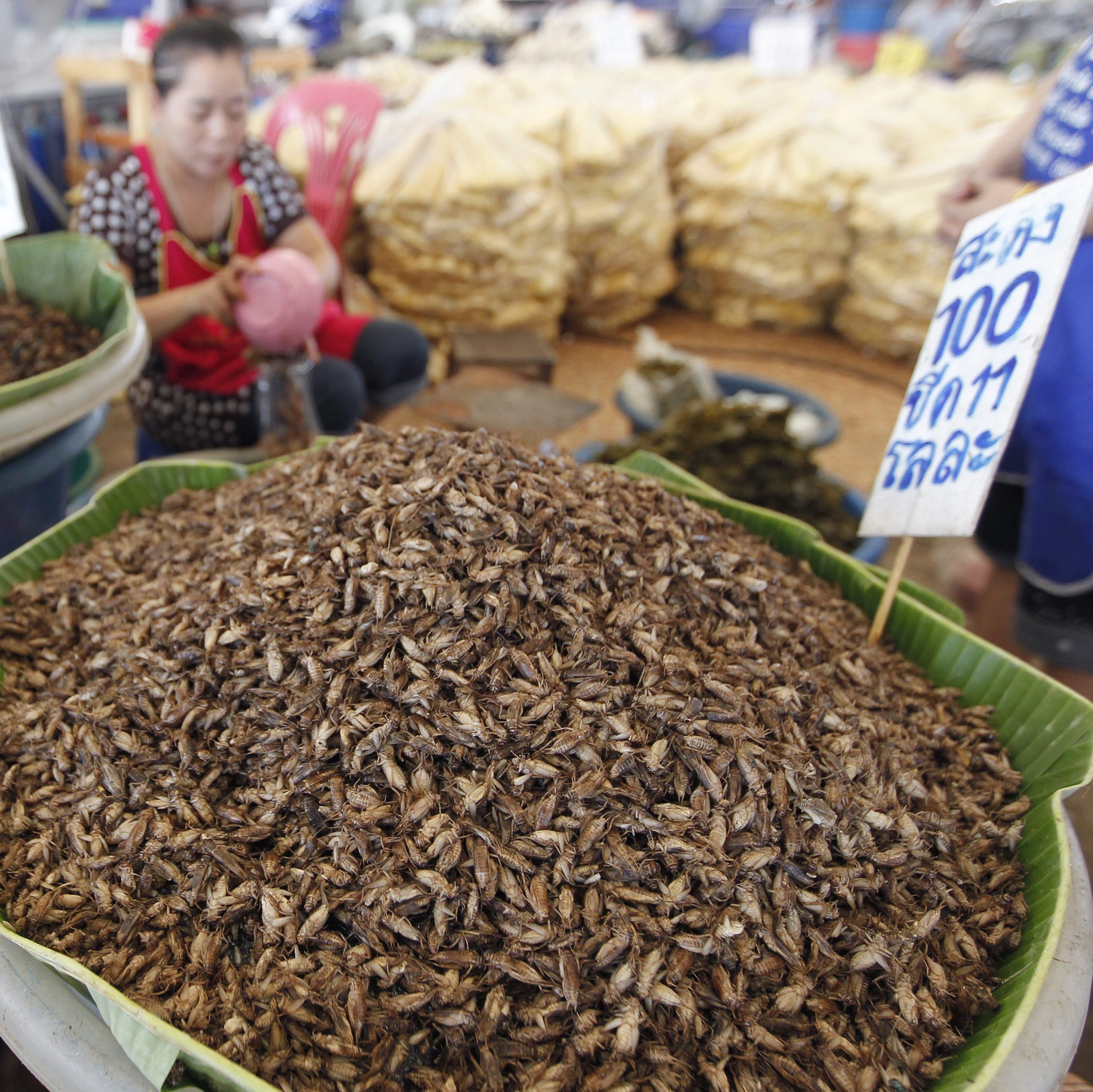 insect food ehető rovarok FAO gasztronómia