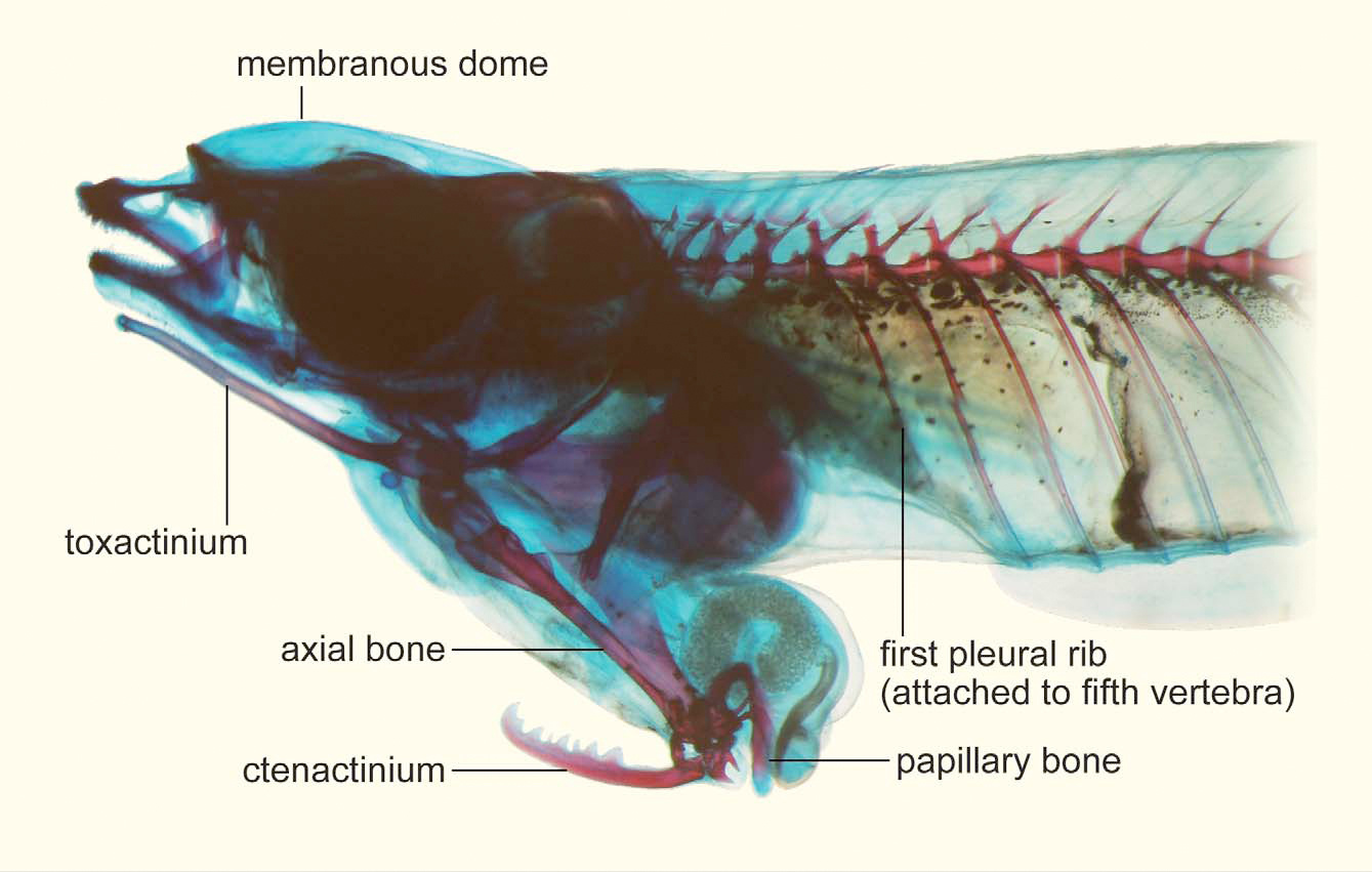 Phallostethus cuulong