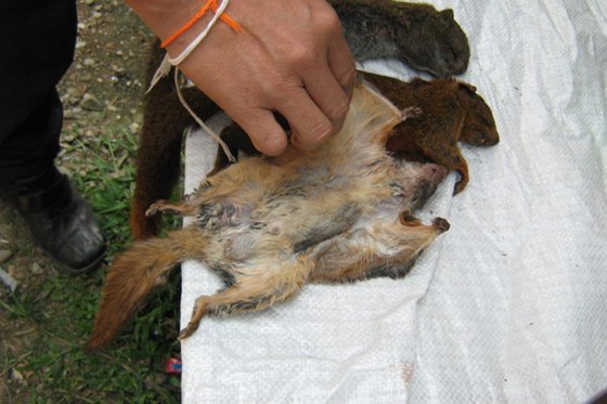 Repülő vadmókus-bushmeat-flyingsquirrels-