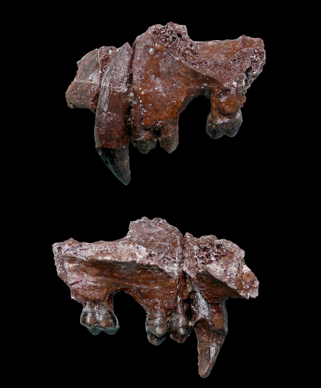 10 Millió év Rudapithecus Hungaricus
