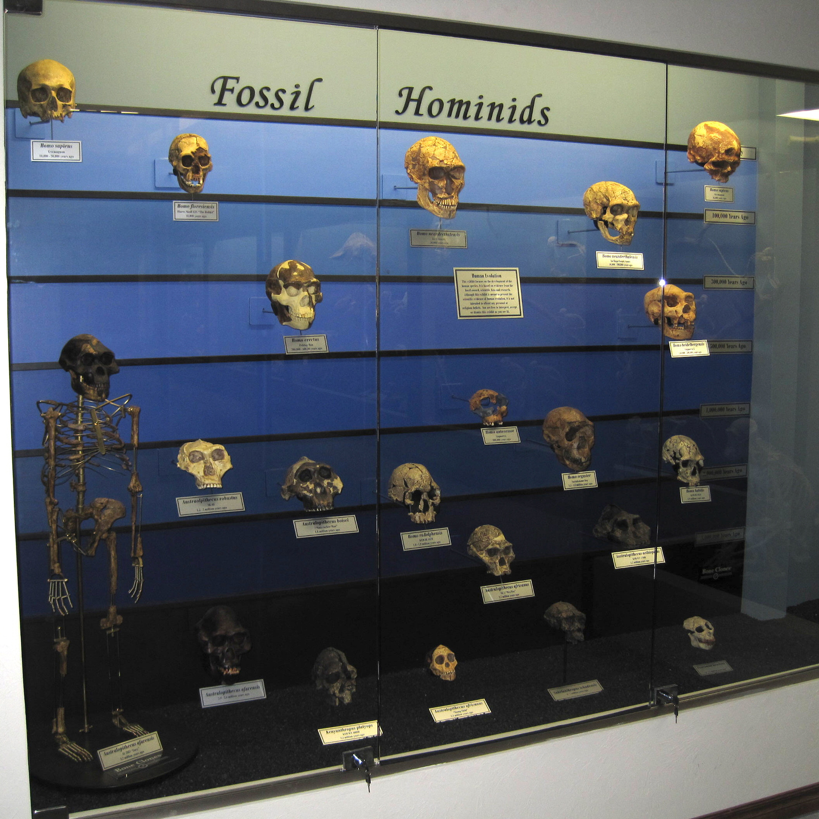 Fossil hominids Oklahamai múzeum