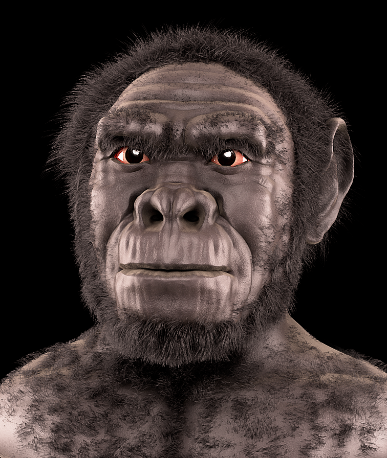 Homo habilis - forensic facial reconstruction.png