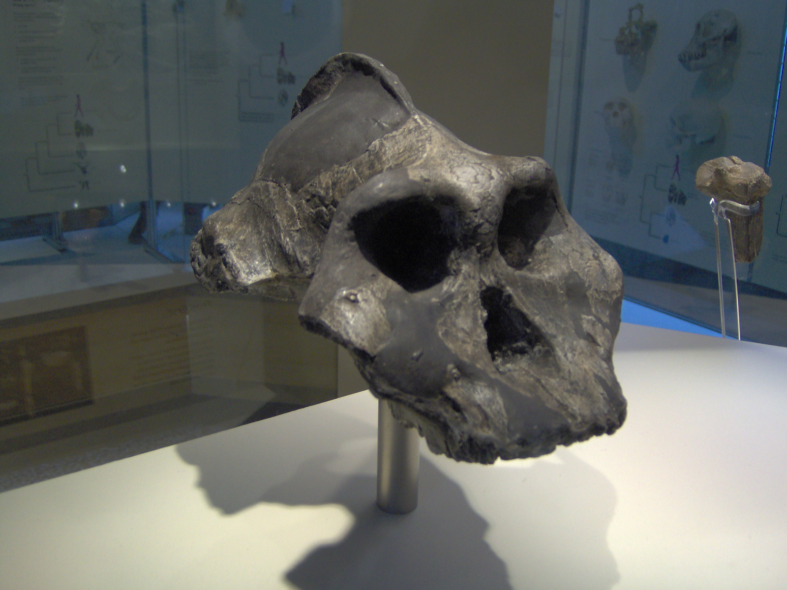 Paranthropus aethiopicus 2.5 M.év