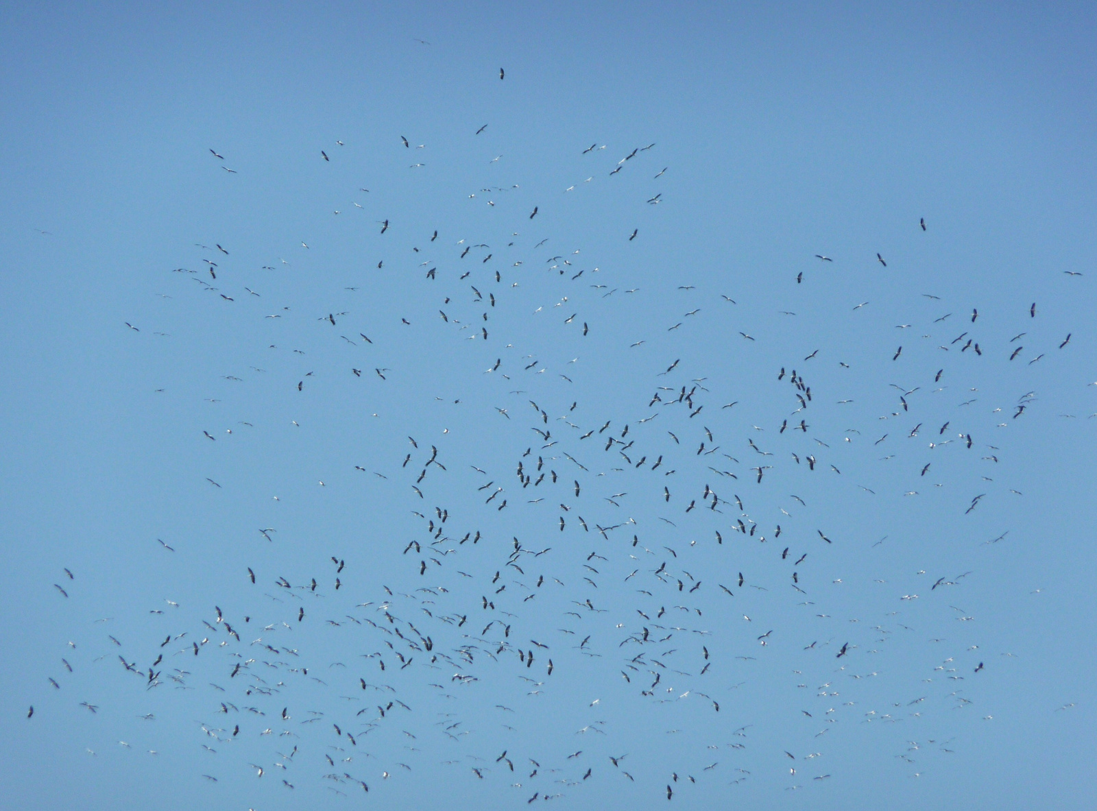 Flock of storks migrating over Istanbul, Turkey