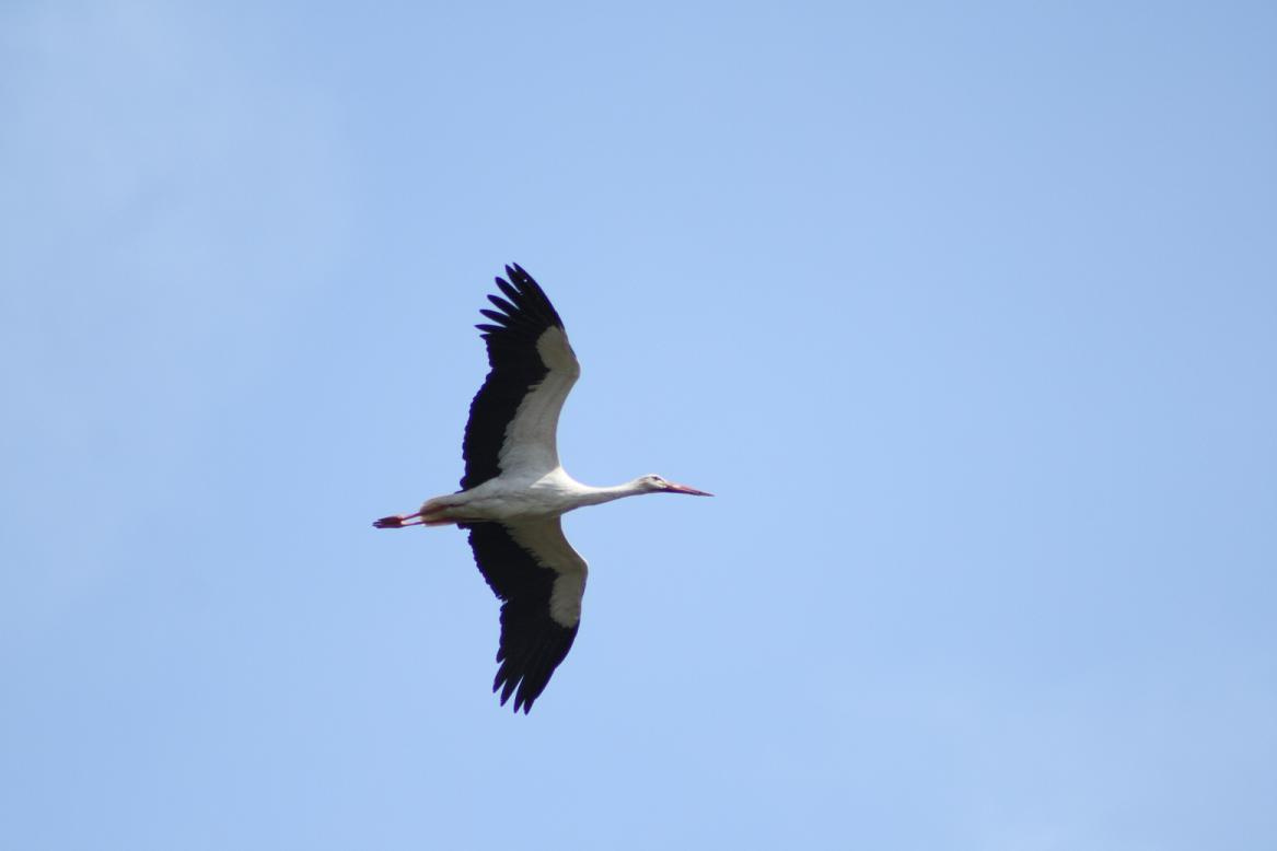 Istambul Török gólya storks